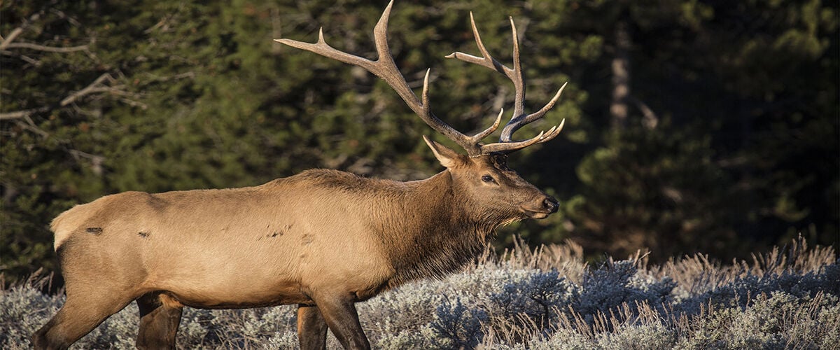 elk in woods
